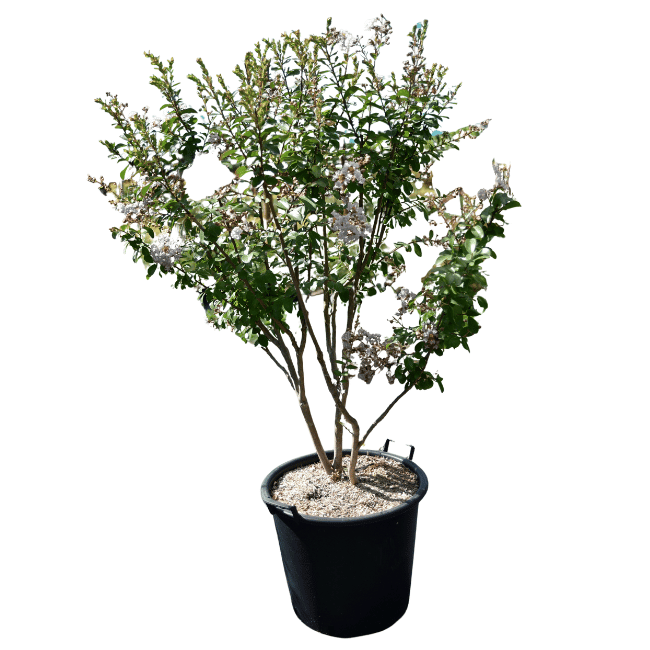 Lagerstroemia 'Neige d'été' - 50L