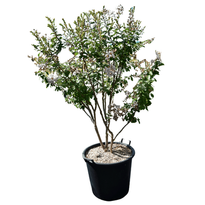 Lagerstroemia 'Neige d'été' - 50L