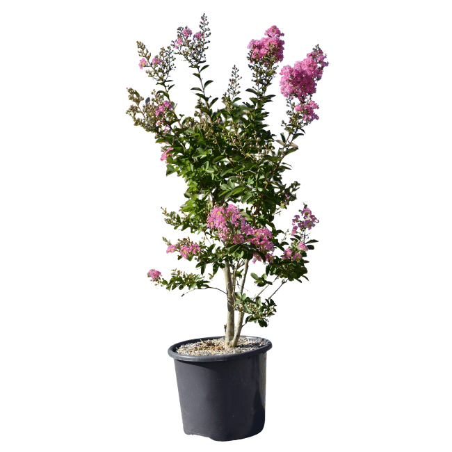 Lagerstroemia 'Rose Thé' - 15L