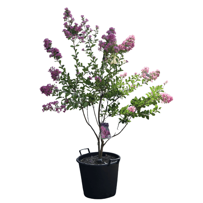 Lagerstroemia 'Rose Thé' - 30L