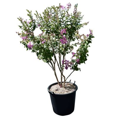 Lagerstroemia 'Rose Thé' - 50L