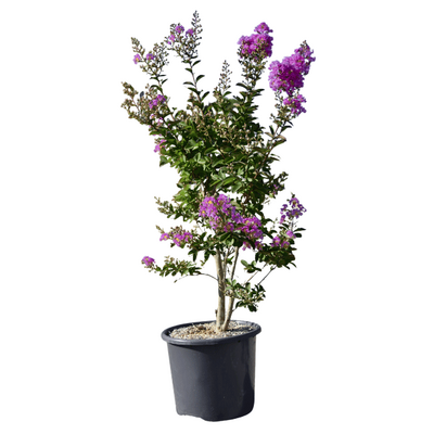 Lagerstroemia 'Violet d'été' - 15L