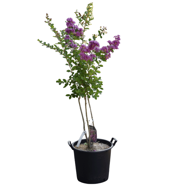 Lagerstroemia 'Violet d'été' - 30L