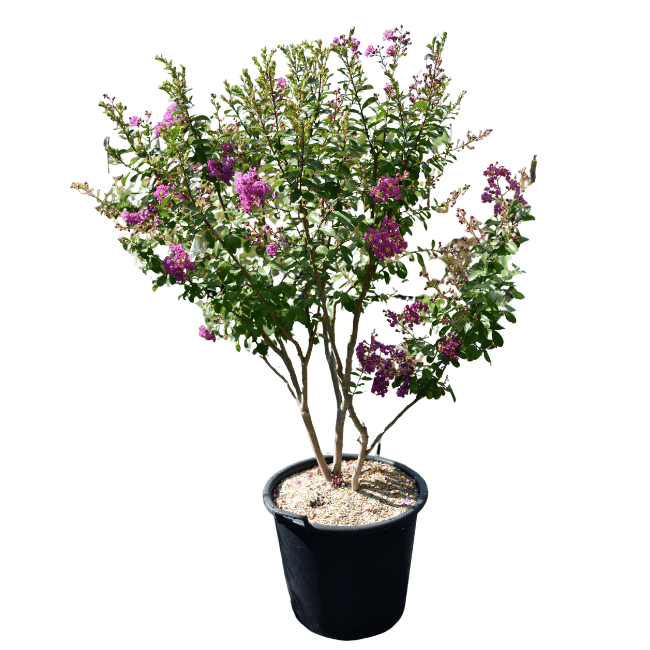 Lagerstroemia 'Violet d'été' - 50L