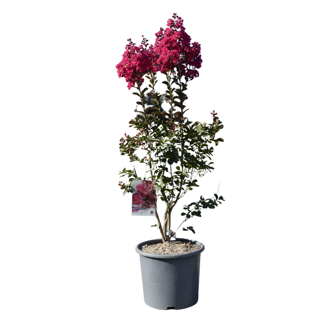 Lagerstroemia 'Braise d'été' 15L