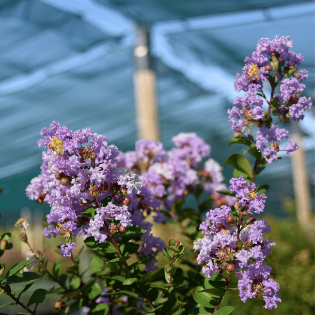 Lagerstroemia 'Camaïeu d'été'