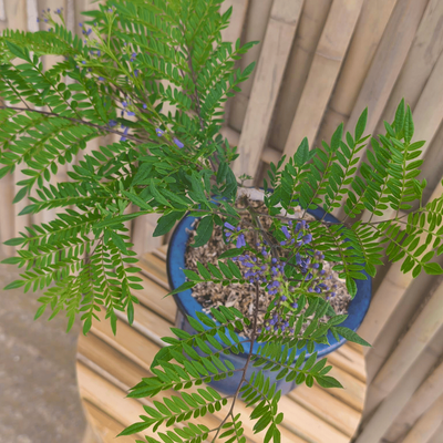 Jacaranda mimosifolia ‘Bonsai Blue’