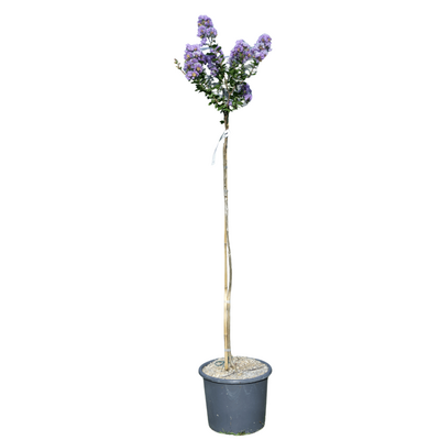 Lagerstroemia 'Camaïeu d'été' - tige 15l