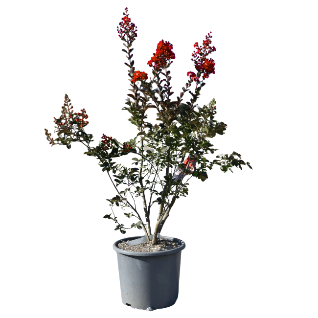Lagerstroemia 'Dynamite' 15L