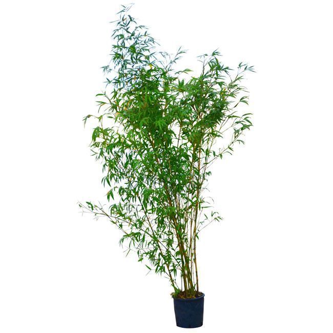 PHYLLOSTACHYS aurea 'Koi'