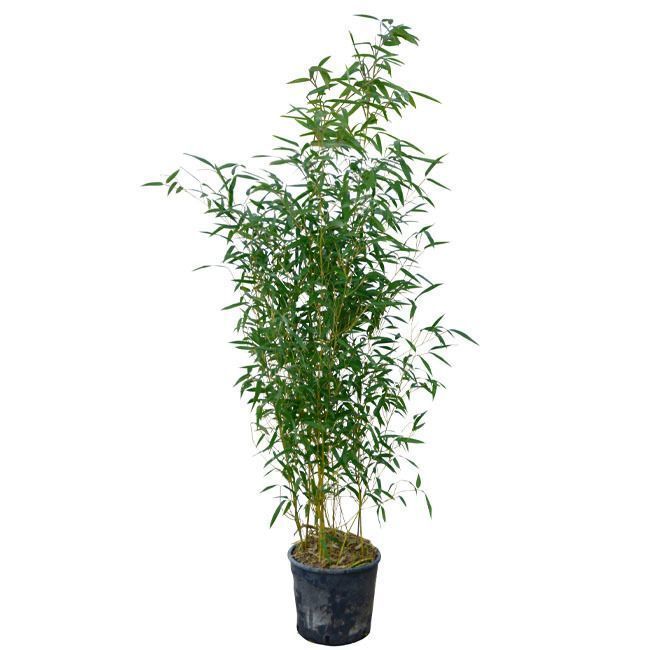 PHYLLOSTACHYS aureosulcata 'Spectabilis'