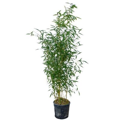 PHYLLOSTACHYS aureosulcata 'Spectabilis'