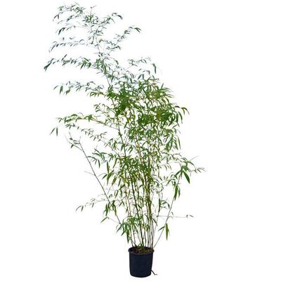 PHYLLOSTACHYS flexuosa