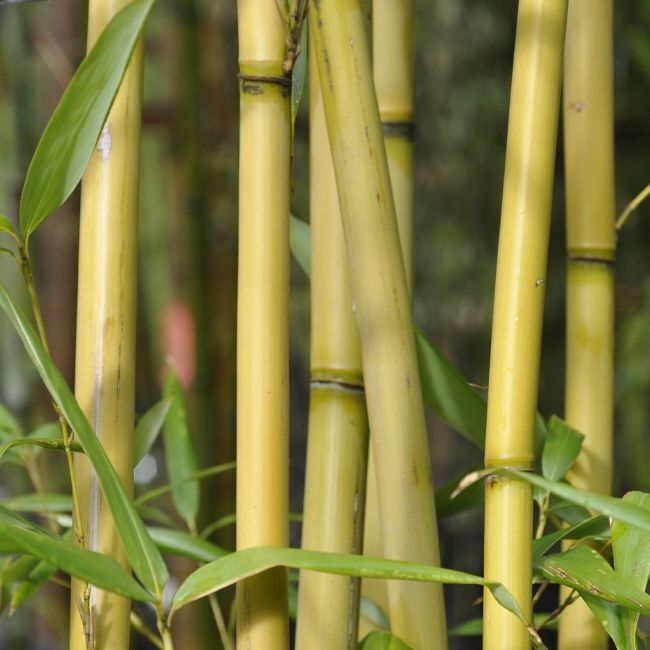 PSEUDOSASA amabilis 'Tenuis'