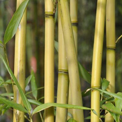 PSEUDOSASA amabilis 'Tenuis'