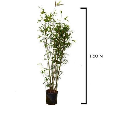 SEMIARUNDINARIA makinoi