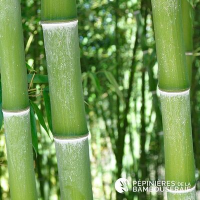 PHYLLOSTACHYS dulcis