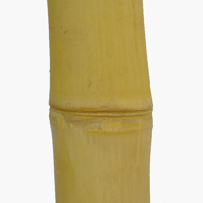 Tige de bambou color e Jaune Diam tre 2 6cm Longueur 2m Tige de bambou color e Jaune Diam tre 2 6cm Longueur 2m