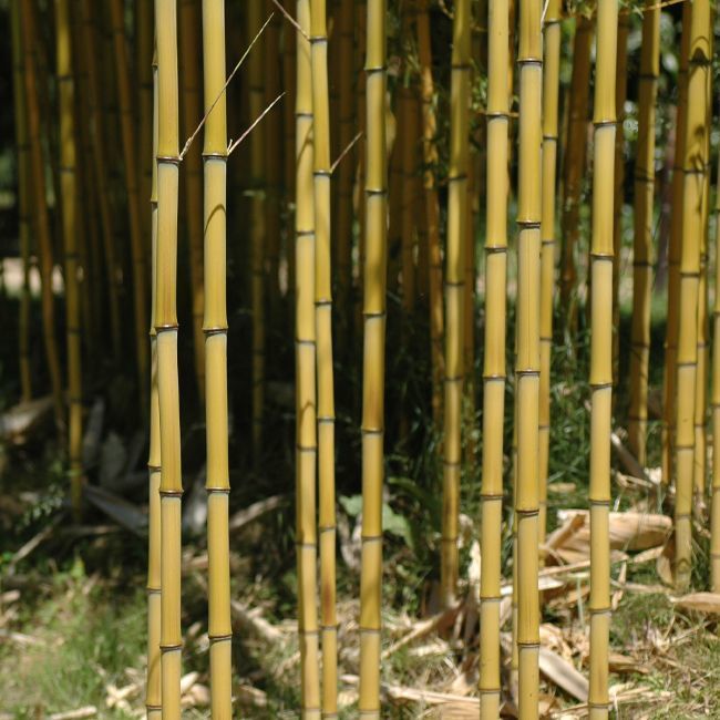 Les pépiniéres de la bambouseraie Les pépiniéres de la bambouseraie