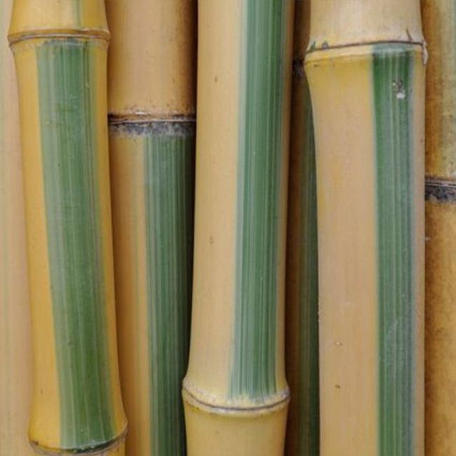 Tronçon frais, jaune strié de vert, Longueur : 3 m
