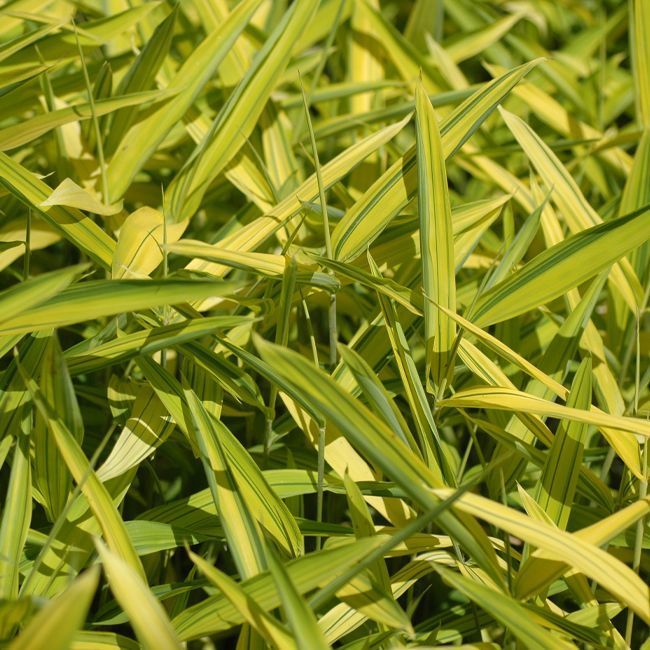 Pleioblastus viridistriatus 'Auricoma'