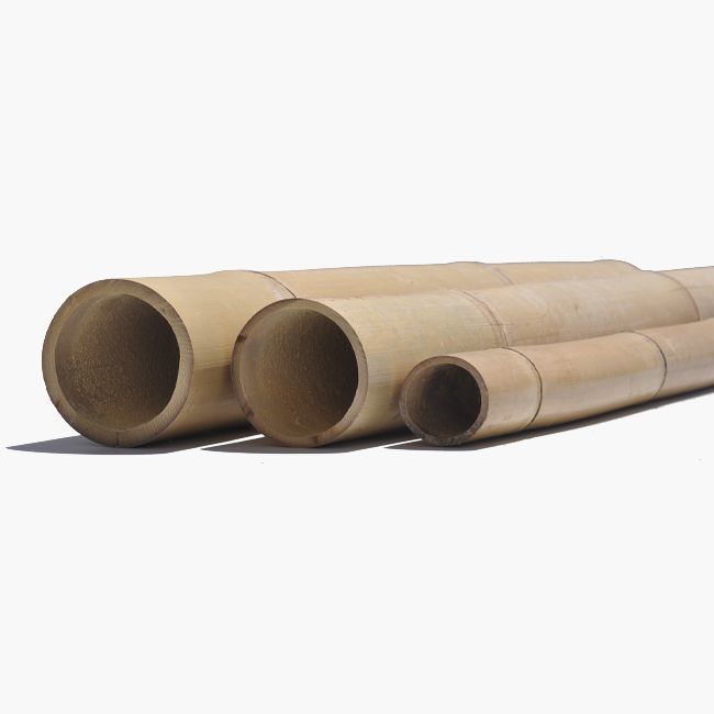 Tronçon de bambou sec clair, ⌀ 3 - 4 cm, Longueur 3 m