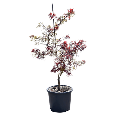 Acer dissectum 'Crimson Queen'
