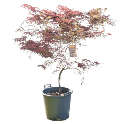 Acer palmatum dissectum 'Paul Garnet'