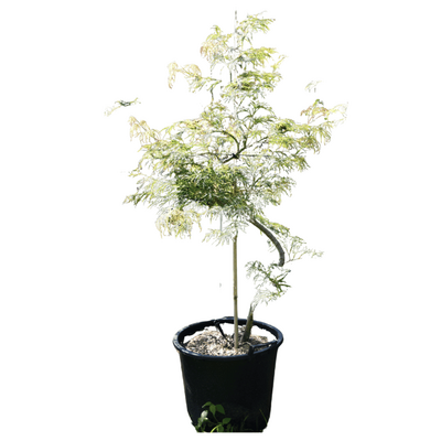 Acer palmatum dissectum 'Viridis'