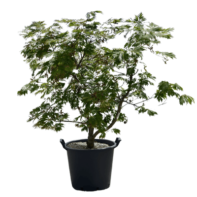 Acer japonicum 'Aconitifolium'
