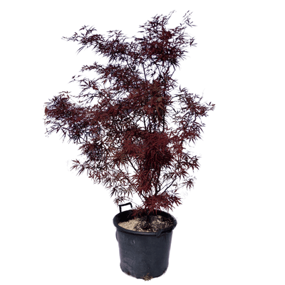 Acer palmatum 'Atrolineare'