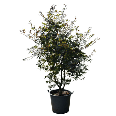 Acer palmatum 'Bloodgood'