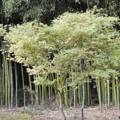 Acer palmatum 'Butterfly'