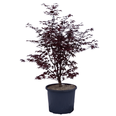 Acer palmatum 'Fire Glow'