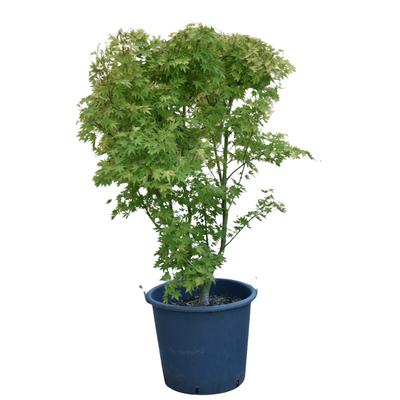 Acer palmatum 'Orange Dream'