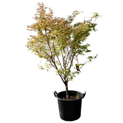 Acer palmatum 'Sango-Kaku'