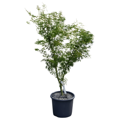 Acer palmatum 'Seiryu'