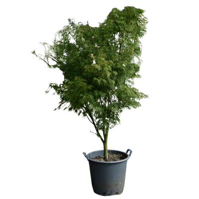 Acer palmatum 'Seiryu'