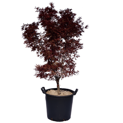 Acer palmatum 'Skeeter's Broom'