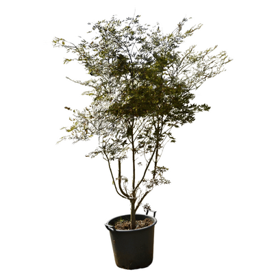 Acer palmatum 'Trompenburg'