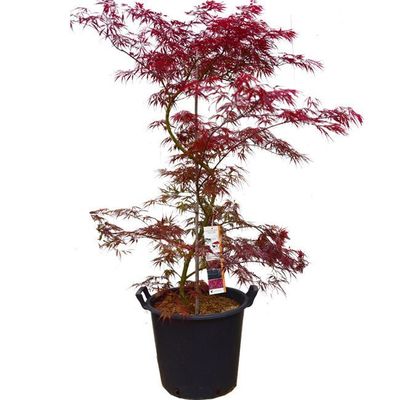 Acer palmatum dissectum 'Tamukeyama'
