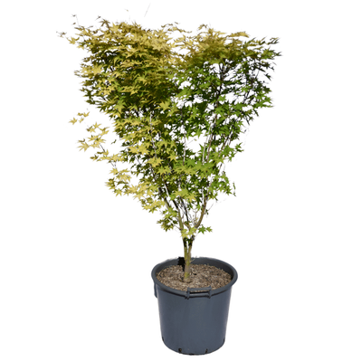 Acer palmatum 'Aureum'