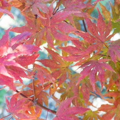 Acer palmatum 'Reticulatum red'