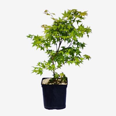 Acer palmatum 'Aureum'