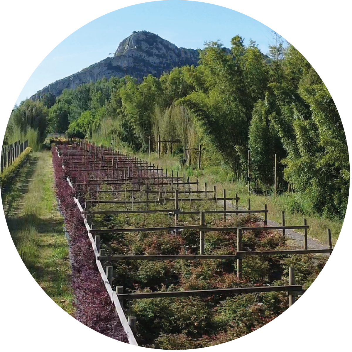 Pépinières de la Bambouseraie_Bambusa