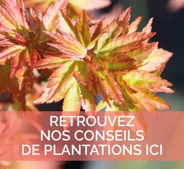 Nos conseils de plantation