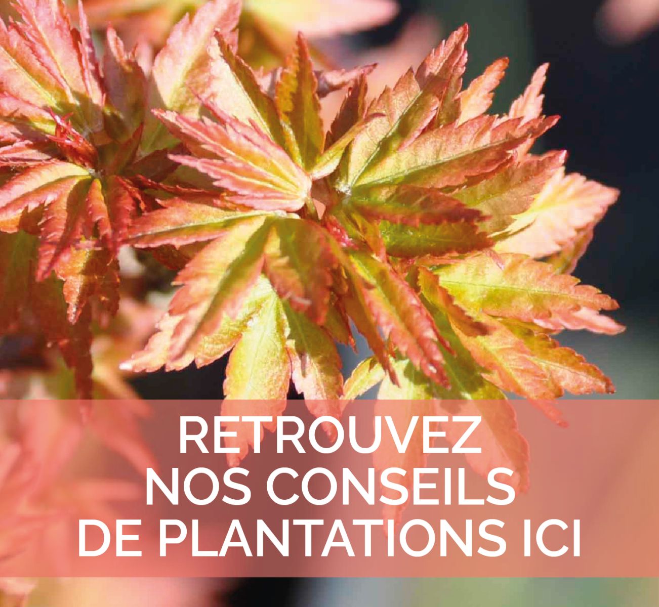 Nos conseils de plantation