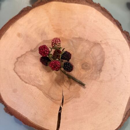 1 petite branche mûres sauvages