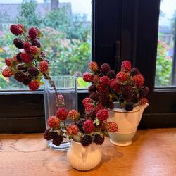 1 petite branche de mûres sauvages - 11cm