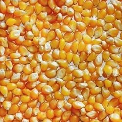 Maïs pour pop-corn - 15,88 Kg